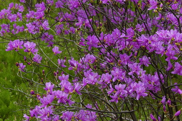 Fototapeta premium purple flowers in the garden