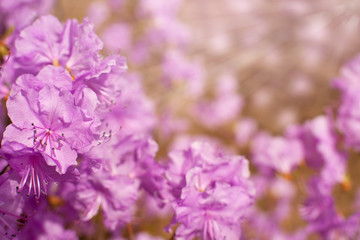 Floral background of delicate rhododendrons. Flowers purple in the sun. Flowers rhododendrons in spring under the sun. Spring background.