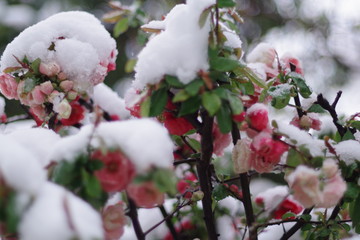 Red Plum blossom with white sow in the garden