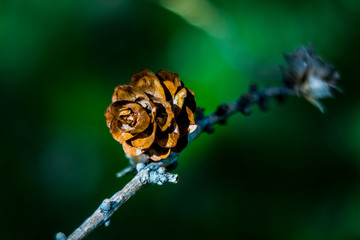 Cone