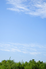 草　空　雲　素材