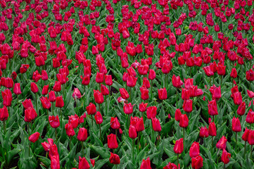 Fototapeta na wymiar Tulips in the flower garden.
