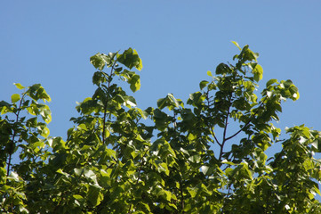 Baumkrone einer Linde