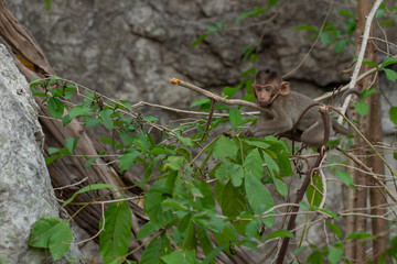 Baby monkeys on branches in the natural forest