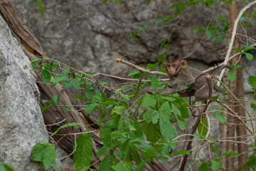 Baby monkeys on branches in the natural forest