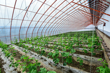 Vegetable greenhouses in rural areas