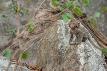  Baby monkey sitting on a rock in a natural forest