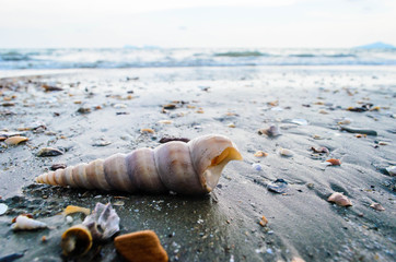shells on the beach