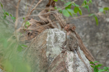  Baby monkey sitting on a rock in a natural forest