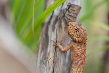 Oriental garden lizard,Agamidae, The East Garden Lizard is on the branch carefully.