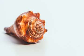 Sea shell on white background