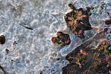 New purple leaves of first spring plant covered with melting ice, natural background top view