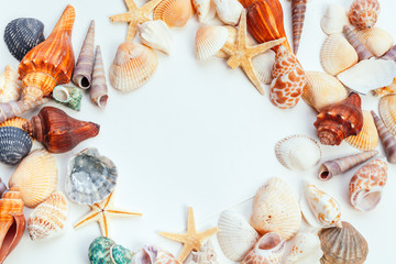 shells isolated on white background