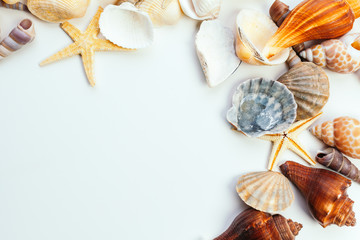 shells isolated on white background