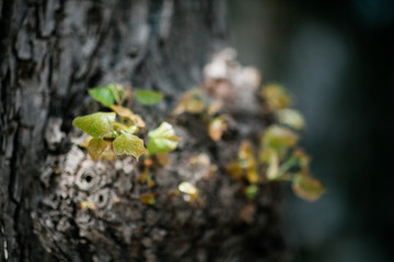 Blatt an Baum, mystisch