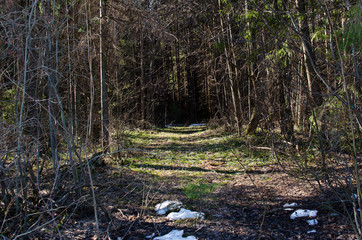 way into forest, last spring