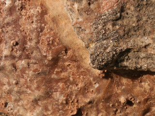 Pierres fossiles 