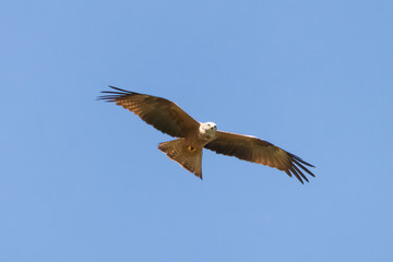 Red kite (Milvus milvus) in Donana National Park, Andalusia, Spain