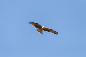 Red kite (Milvus milvus) in Donana National Park, Andalusia, Spain