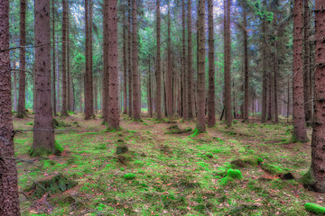 green moss spots in a sruce tree forest