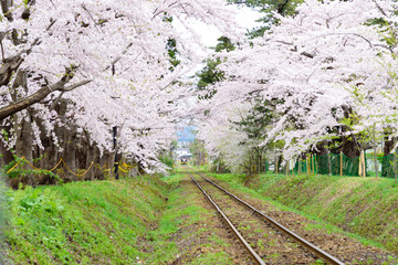 満開の桜のトンネルを進む津軽鉄道（青森県五所川原市）