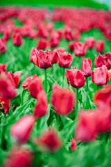 Obraz premium Tulips in the flower garden.