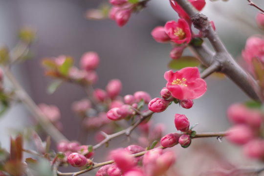 Plum blossom, Red, in the garden