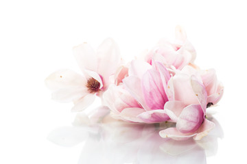 Obraz na płótnie Canvas spring beautiful blooming magnolia on a white