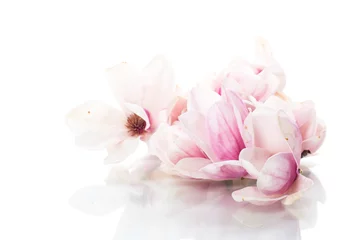 Zelfklevend Fotobehang spring beautiful blooming magnolia on a white © Peredniankina