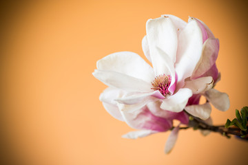 Fototapeta premium spring beautiful blooming magnolia on a orange