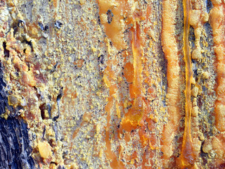 Resin on a pine trunk