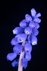 Fototapeta na wymiar Grape hyacinth