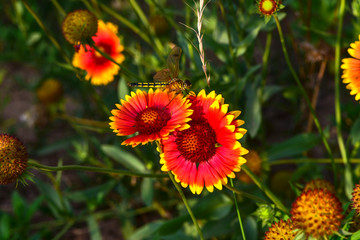 Wild flowers blossom in the park in summer