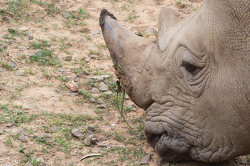 Fototapeta premium face of rhino grazing