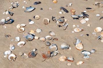 Conchiglie sulla spiaggia