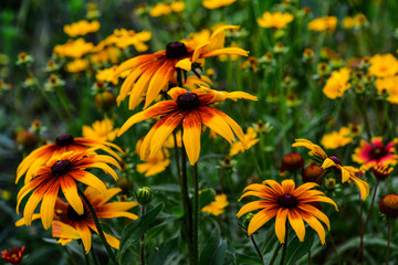 Wild flowers blossom in the park in summer