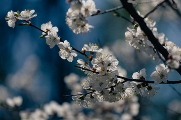 Blooming white cherry on a sunny day