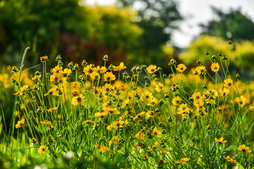 Fototapeta premium Wild flowers blossom in the park in summer
