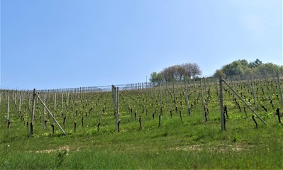 Fototapeta na wymiar Weinanbau im Piemont