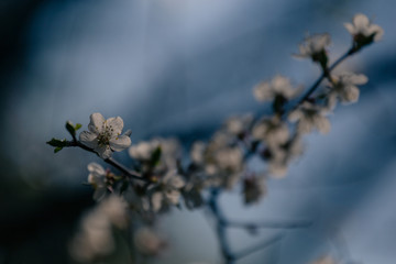 Blooming white cherry on a sunny day