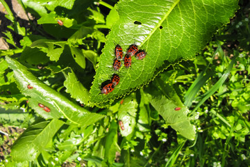 A group of beetle soldiers sit on a fresh unfolded leaf and bask in the sun.