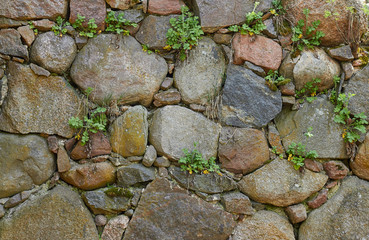 Old anticient stone wall from rough rocks with moss and wild plants of celendine on it, background, texture