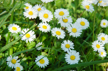 Gros plan d'une multitude de p&acirc;querettes sous le soleil dans un jardin