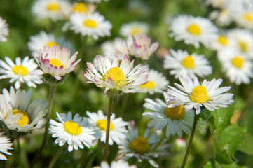 Gros plan d'une multitude de pâquerettes sous le soleil dans un jardin