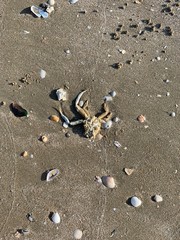 pigeons on the beach