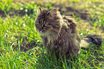 Naklejka na ściany i meble cat in the green grass in spring in the garden