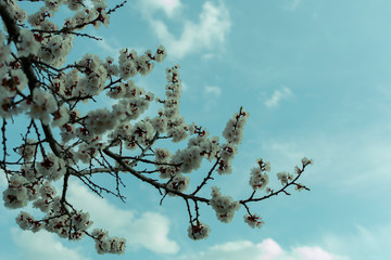 Blooming apricot branch against the blue sky with clouds