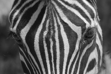Fototapeta na wymiar Zebra - Iconic Stripes from Africa - Wildlife Wonders