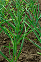 young green garlic sprouts in the garden in spring