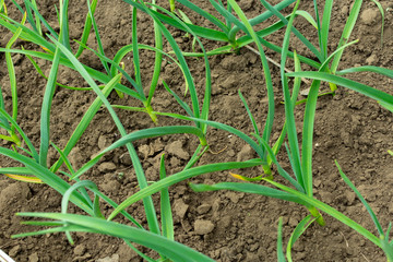 young green garlic sprouts in the garden in spring